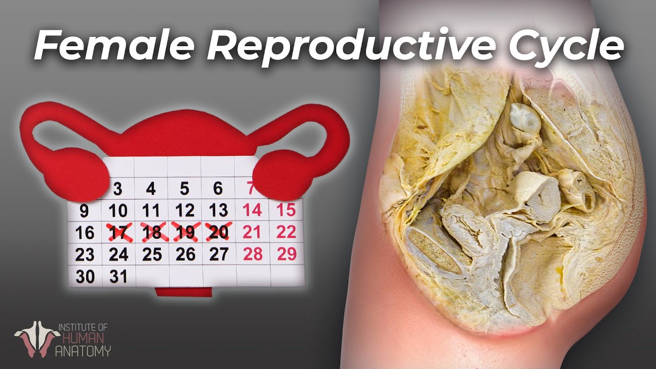 What Everyone Should Understand About a Woman's Cycle