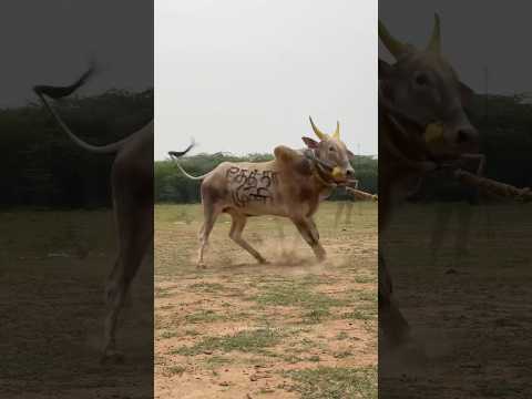Jallikattu Vibe 🔥Killer Pandi -Practice mode ..​⁠@KaraiVisualPhotography