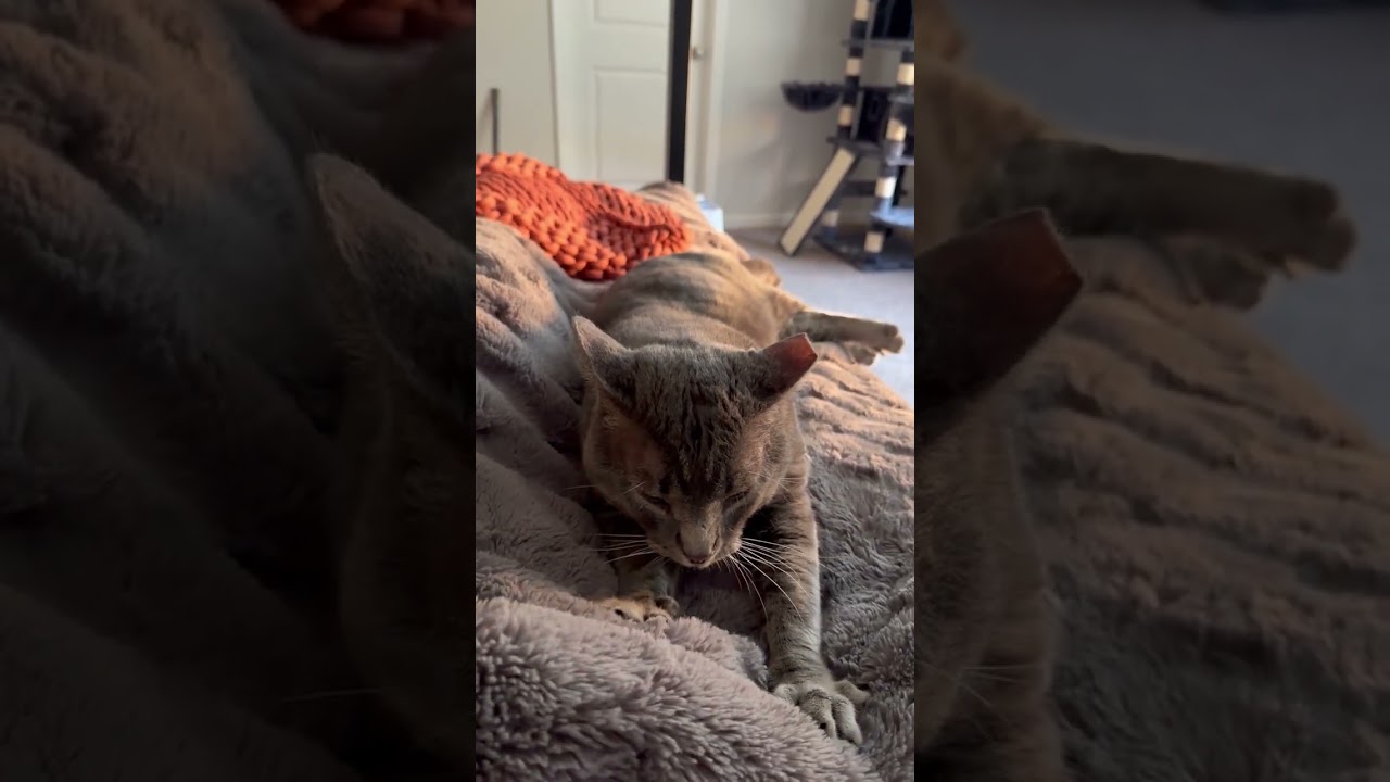 Enlarge Bubba, a ADOPTABLE Domestic Short Hair in Beaufort, SC video 6/6