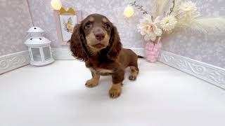 ミニチュアダックスの動画01