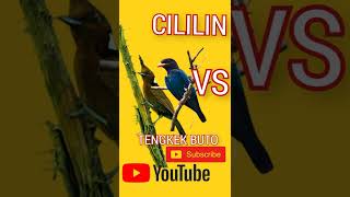 Download lagu SUARA CILILIN GACOR VS TENGKEK BUTO SPEED mp3 Download lagu SUARA CILILIN GACOR VS TENGKEK BUTO SPEED mp3