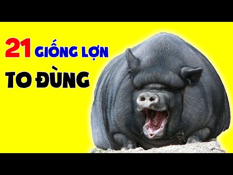 , title : '21 Giống Lợn Lạ Nuôi Tại Việt Nam Có Thể Bạn Chưa Biết'