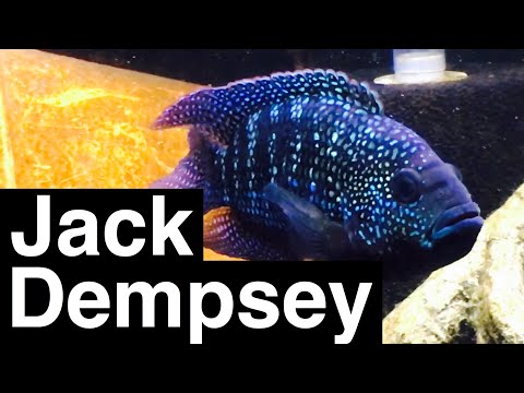 Jack Dempsey Fish Facts - Growth & Tank Size