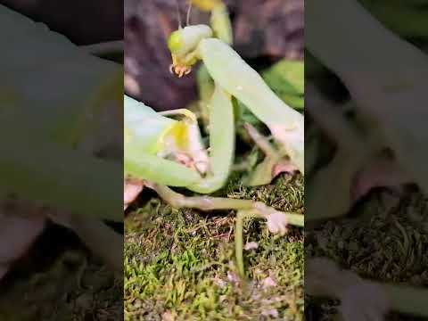 "Praying Mantis Battles a Giant Grasshopper"