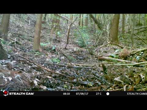 心理学科 ニホンリス