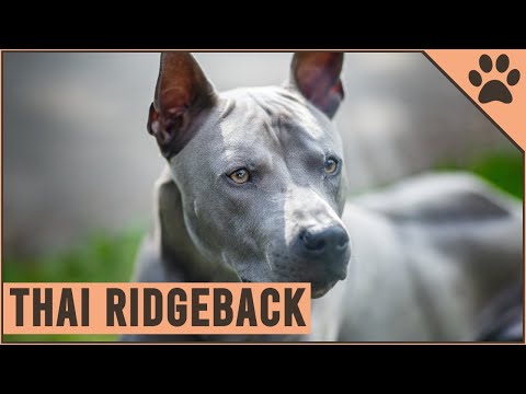 image-Who are the Thai ridgeback puppies for sale?