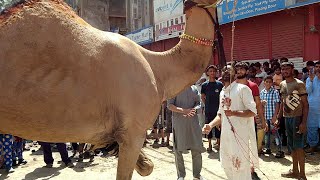 Camel Qurbani Video Eid 3rd day Eid ul adha 2020 C