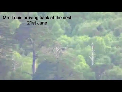Loch Arkaig Ospreys teaser clip: exciting update on Louis & Mrs Louis and their family 27 Jun 2021