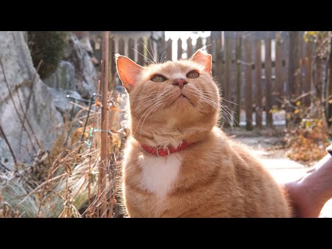 5냥이 집사가 주말을 보내는 방법