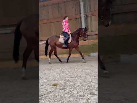 Cavalla Cavallo da Sella In vendita 2020 Baio ,  Galiway