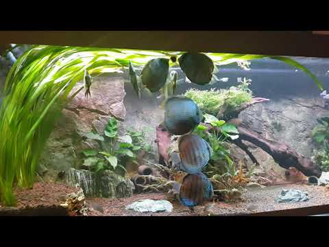 Blue Face Nhamunda Heckel