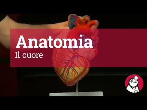 Recensioni del funzionamento di sostituzione delle articolazioni Artra di osteocondrosi