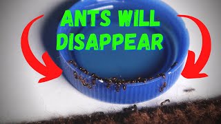 How to Get Rid of Little Black Ants using a DIY Ant Killer Solution (Kills Wasps too)