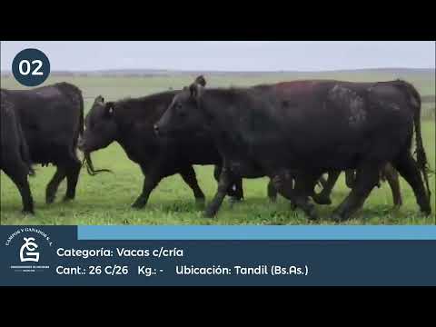 Lote Vc c/ cría - Tandil  Bs As