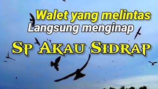 Download lagu SP AKAU SIDRAP.  suara walet ampuh untuk suara panggil / suara inap mp3