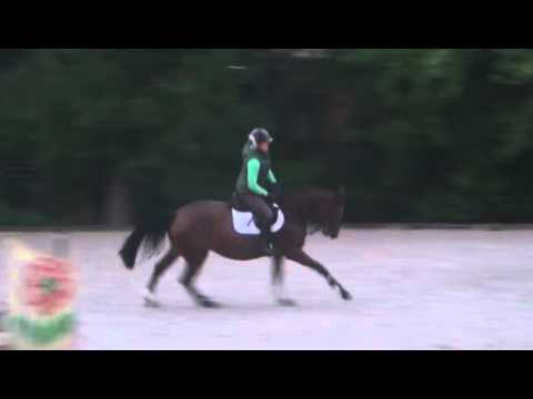 Sportpferde Matthias Keil - Queensberry Kiss