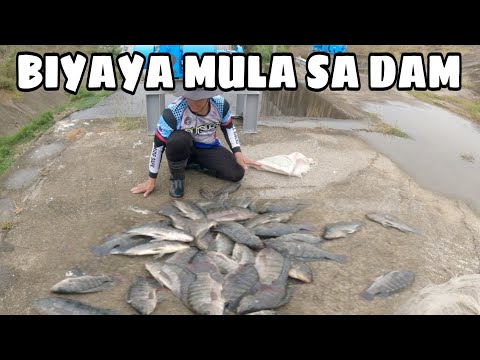 Catch and Cook[ Lalong Dumami ang Tilapia sa Dam