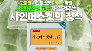 고품질 샤인머스켓 다수확 노하우의 모든것! 샤인머스켓의 정석