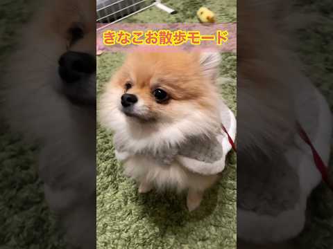 元気いっぱいのポメラニアン – ポメラニアンは小さいけど力強い!