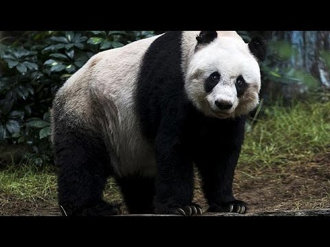 Cina: uomo salta recinzione e lotta con panda, video virale - world