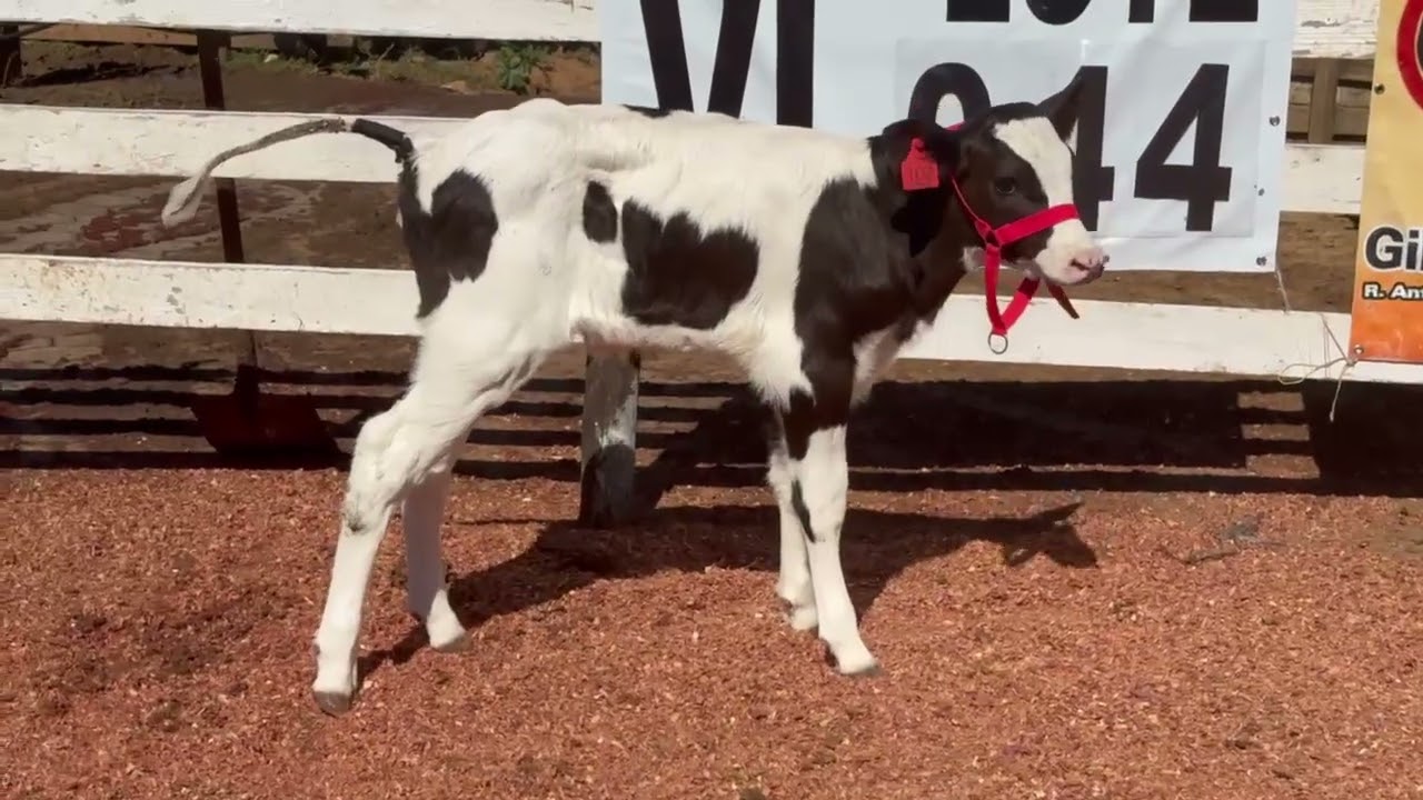 LOTE 44 - 01 BEZERRA (BIANCA) 7/8; BR:102 VM; FILHA DO REFINE RED; MÃE ACIMA DE 40KG;