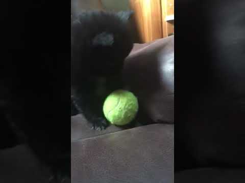 Black Pomeranian female loves to play from letter of six