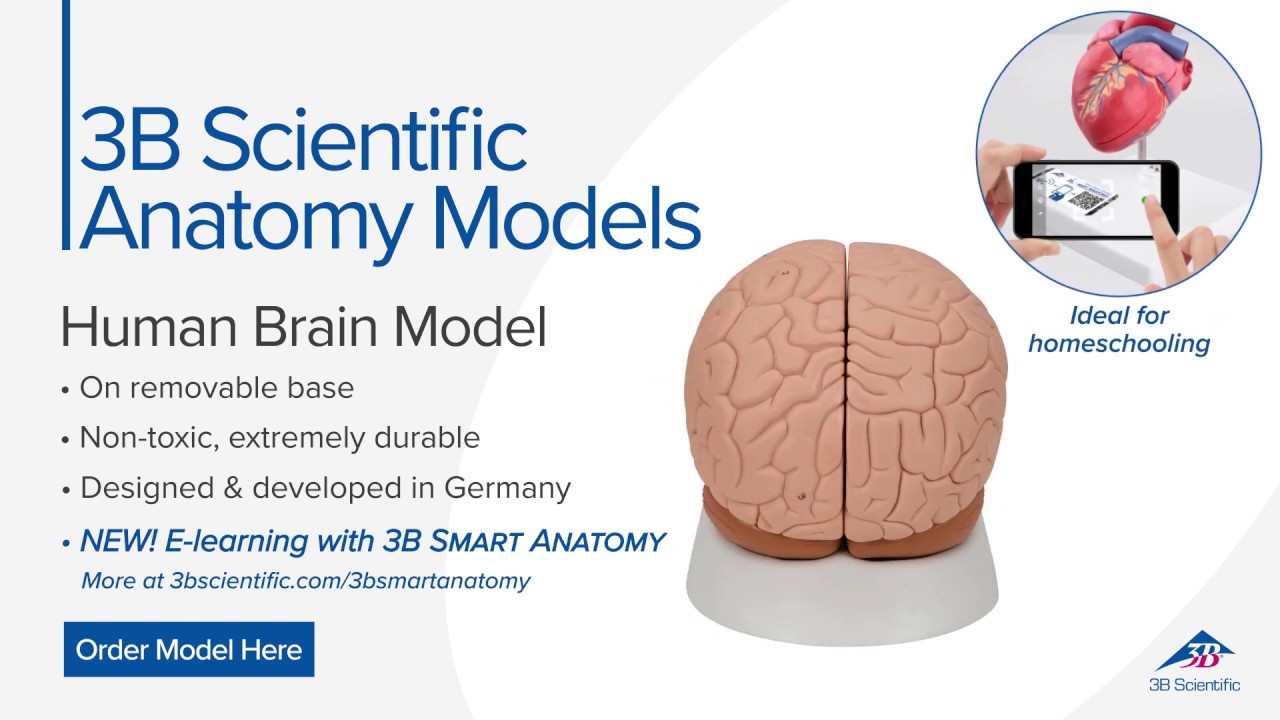 Human Brain Model, 2 part - 3B Smart Anatomy