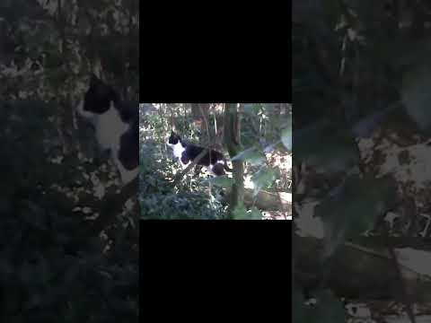 ParvaTV vídeo 21