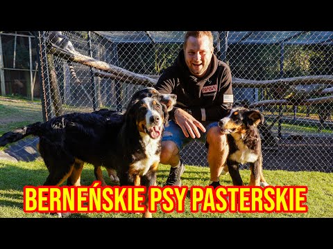 CIEKAWOSTKI O HODOWLI BERNEŃSKIEGO PSA PASTERSKIEGO W DOMU