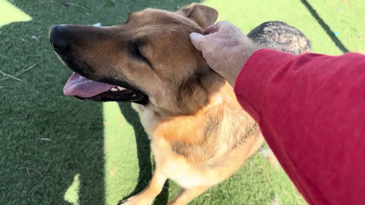 Enlarge TRENTA, a Adoptable German Shepherd Dog in Wasco, CA video 5/6