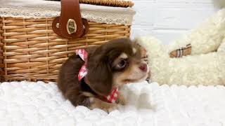 ハーフ犬の動画01