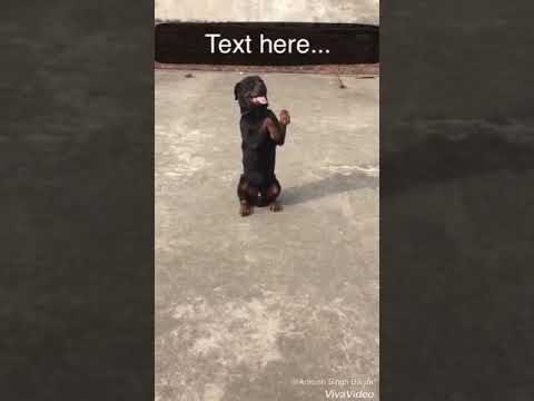 Lovekush dog traning center