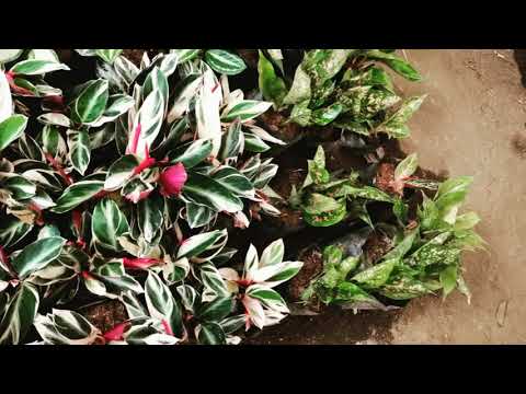 HwVideoEditor 2021 11 08 102004