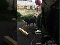 プッシュアップ(犬と)