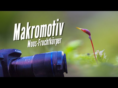 Makrofotografie: Makromotiv Moos-Fruchtkörper
