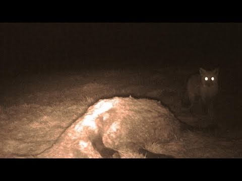 Fieldsports Britain – British big cats and a stolen gundog reunited with its owner Fieldsports Britain – British big cats and a stolen gundog reunited with its owner
