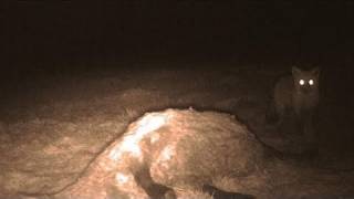 Fieldsports Britain – British big cats and a stolen gundog reunited with its owner, episode 61
