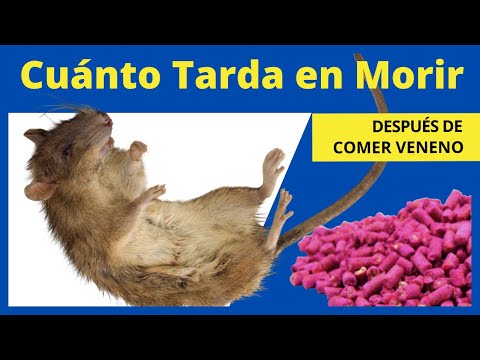 How long does it take for a rat to die after eating poison?