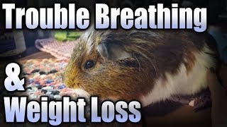 Guinea Pig Has Trouble Breathing and Lost a Lot of Weight