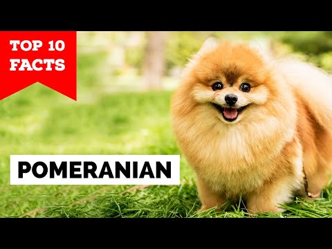 Pomeranian - Top 10 Facts