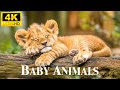 Baby Animals 4K - Scenic Relaxation Film Beautiful Baby Wild Animals With Relaxing Healing Music