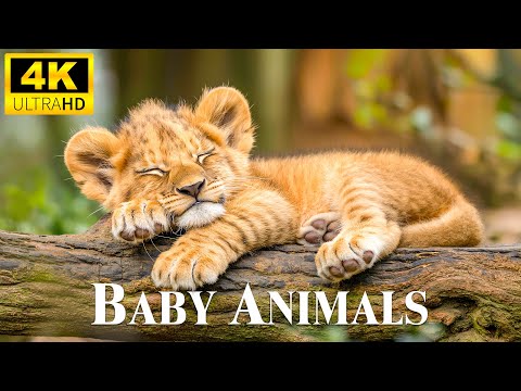 Baby Animals 4K - Scenic Relaxation Film Beautiful Baby Wild Animals With Relaxing Healing Music