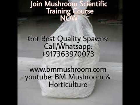 Button mushroom spawn