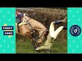 Funny Vine Animal Fails Compilation 2017 Funniest Equestrian Horse Fails And Falls