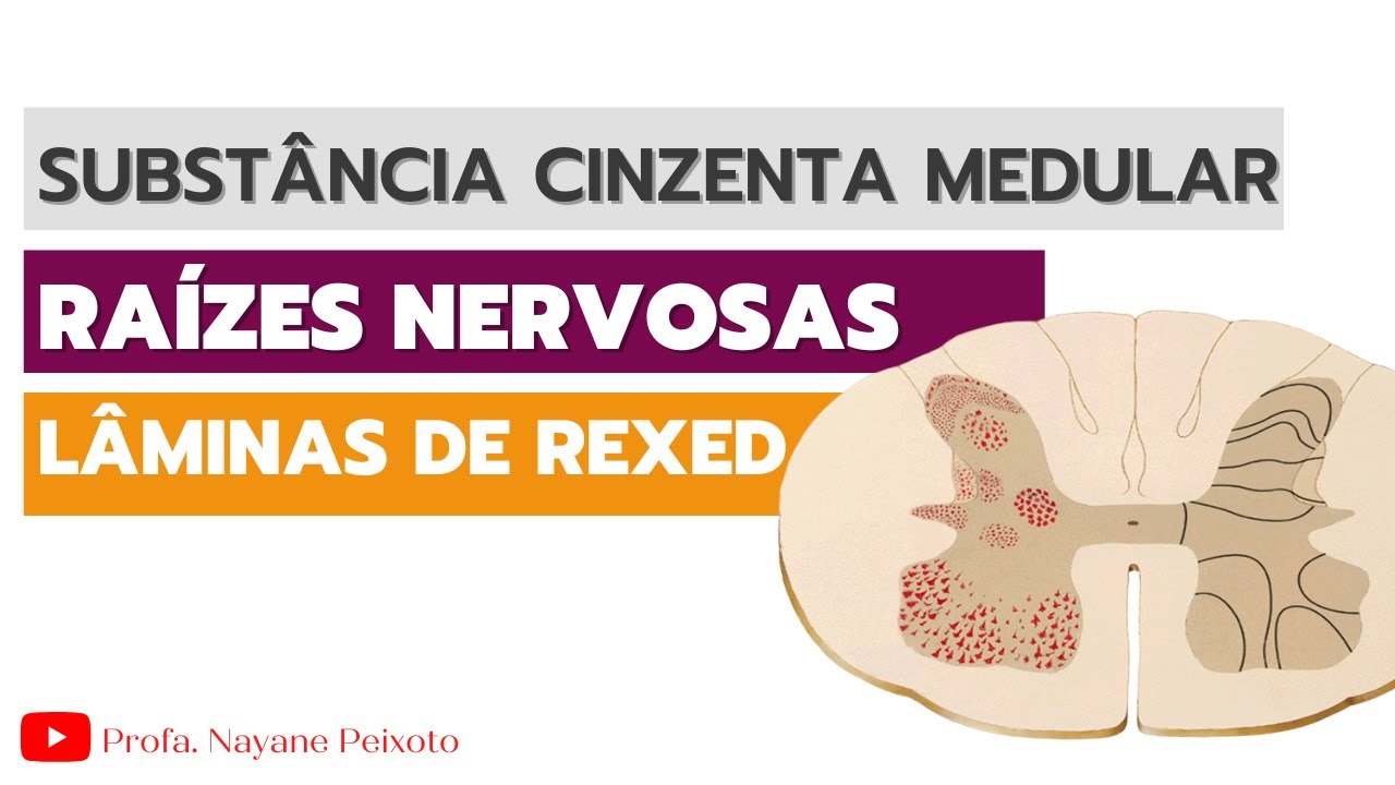 01 de 02 - Anatomia Funcional da Medula Espinal: Substância cinzenta medular, raízes nervosas e etc
