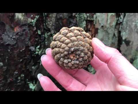 The Pine tree – natural medicine, pinecones, and the Pineal gland.