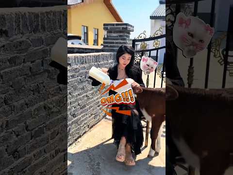 Cewek ini punya anak sapi yang imut #shorts #shortviral