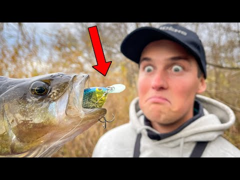 Insane Crankbait Fishing in SMALL RIVER For Big Perch | Team Galant