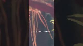 1cmの可愛いサカナ　#アクアリウム初心者 #aquarium #アクアリウム #aquascape