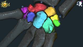 Apparato locomotore 28: Ossa della Mano